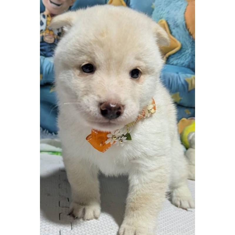 販売中の岡山県の豆柴-456382の5枚目