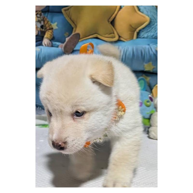 販売中の岡山県の豆柴-456382の4枚目