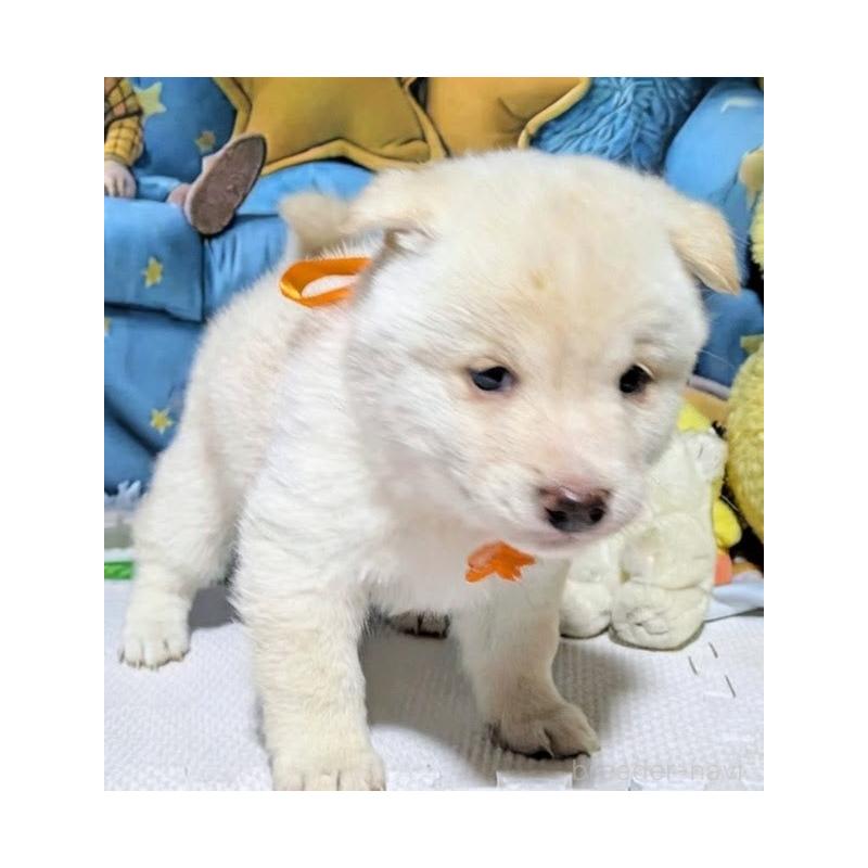 販売中の岡山県の豆柴-456382の3枚目