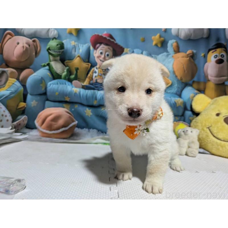 販売中の岡山県の豆柴-456382の2枚目