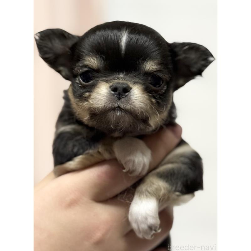 販売中の茨城県のチワワ(ロングコート)-456380の7枚目