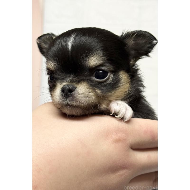 販売中の茨城県のチワワ(ロングコート)-456380の6枚目