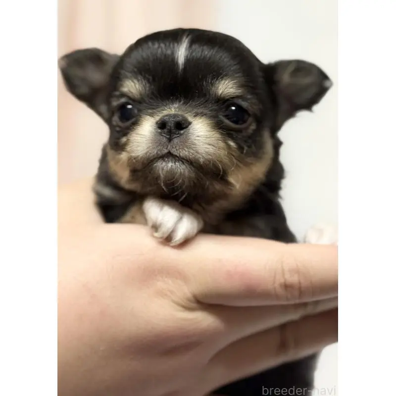 販売中の茨城県のチワワ(ロングコート)-456380の5枚目