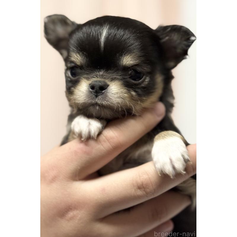 販売中の茨城県のチワワ(ロングコート)-456380の4枚目