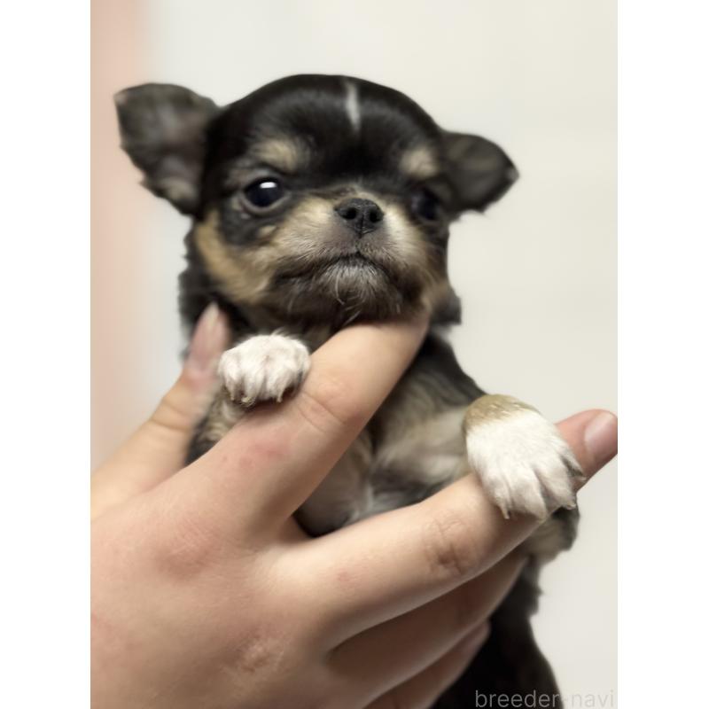 販売中の茨城県のチワワ(ロングコート)-456380の3枚目