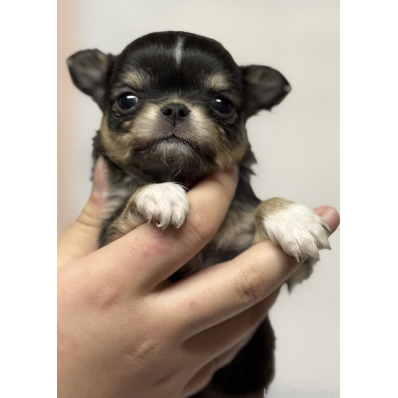 販売中の茨城県のチワワ(ロングコート)-456380の2枚目