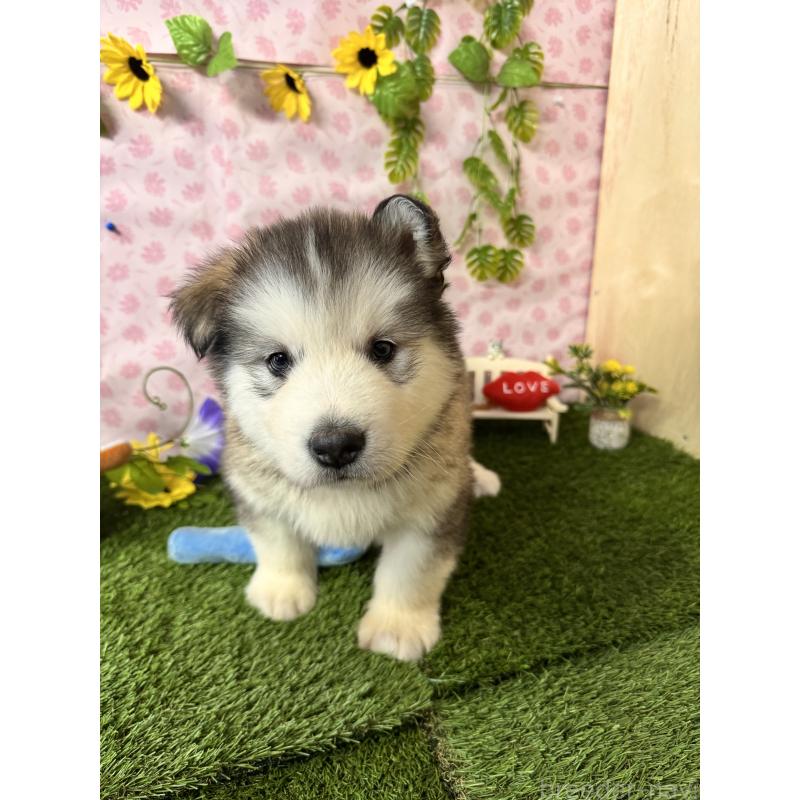 販売中の静岡県のアラスカンマラミュート-456386の8枚目