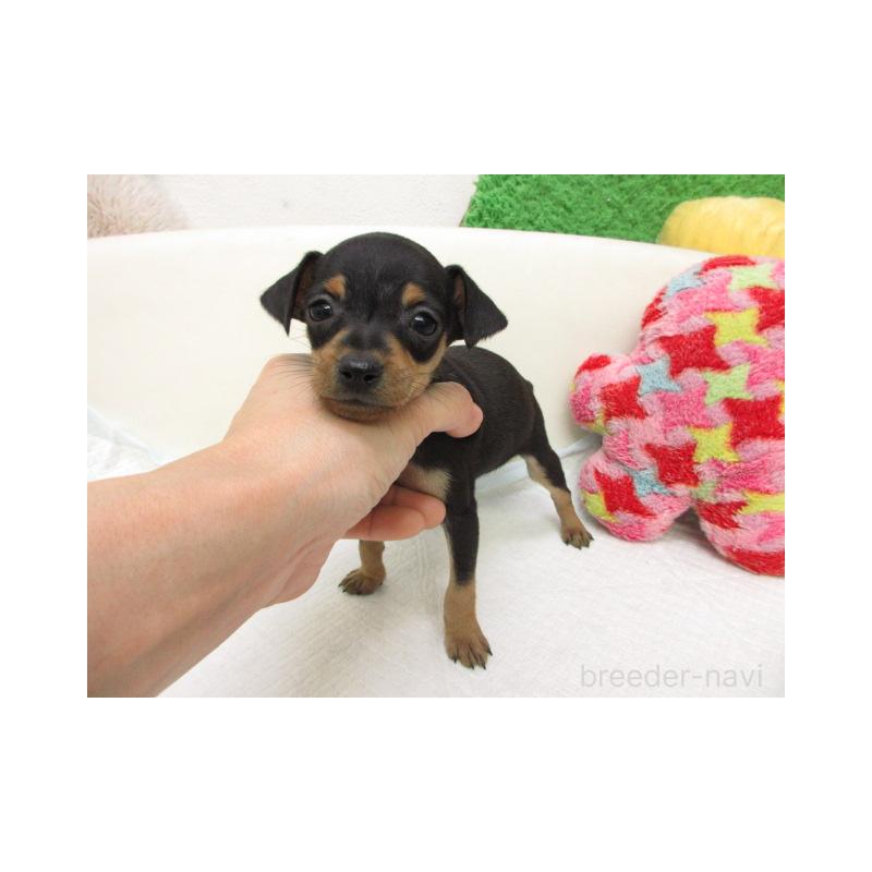 販売中の大阪府のミニチュアピンシャー(ミニピン)-456385の2枚目