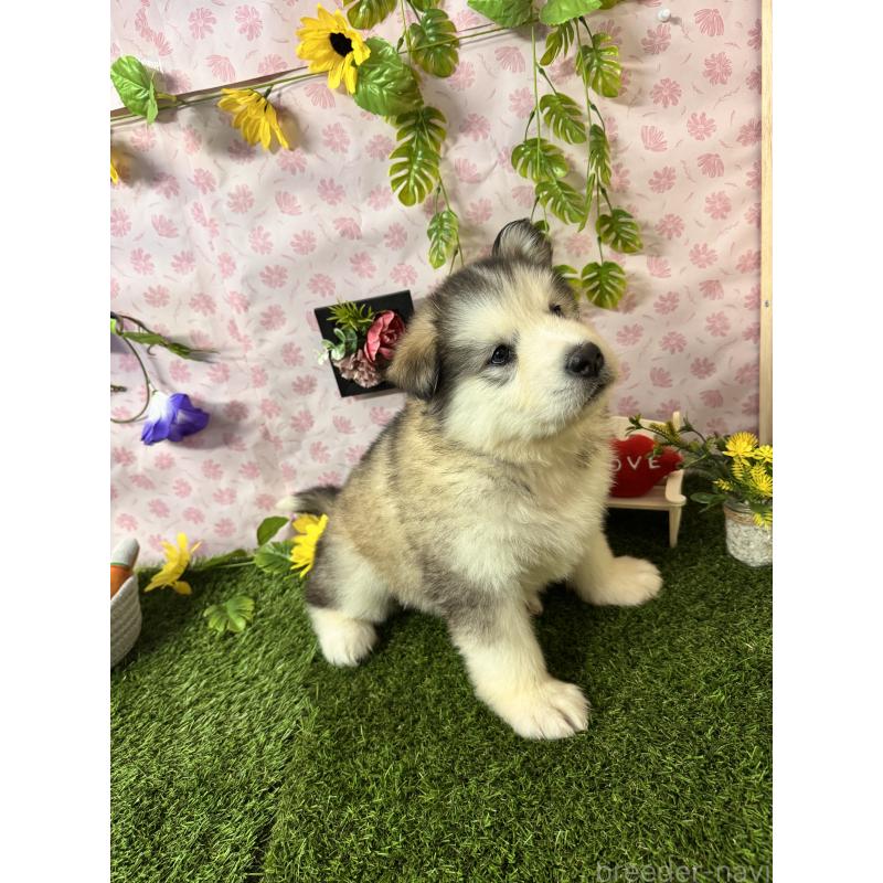 販売中の静岡県のアラスカンマラミュート-456386の7枚目