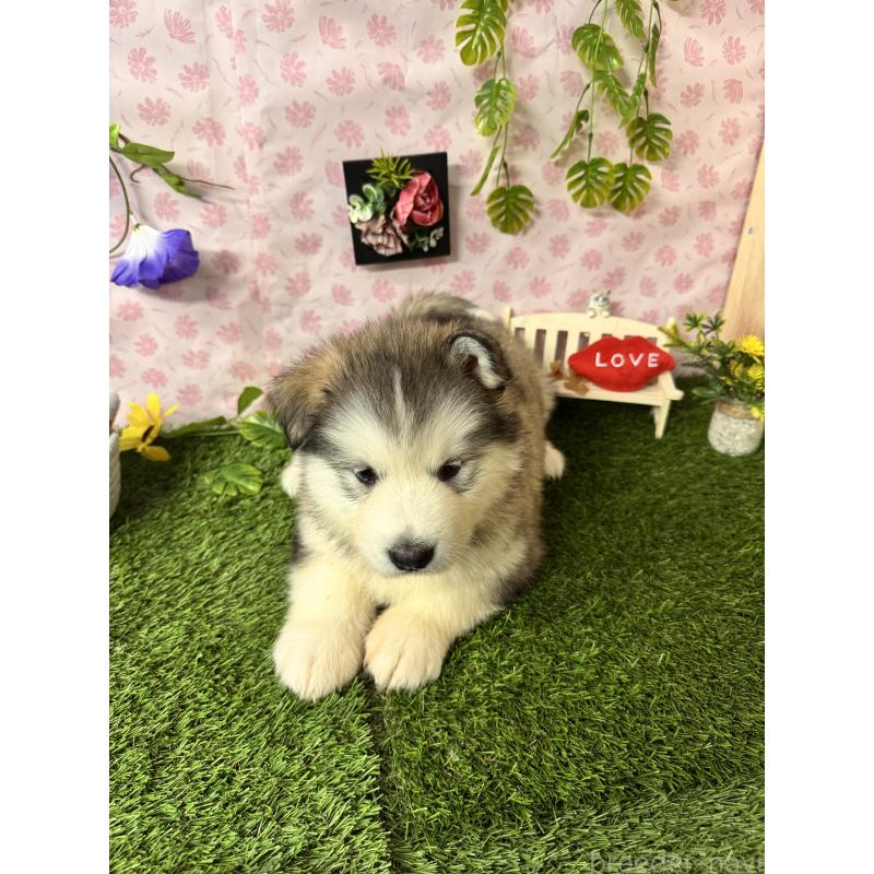 販売中の静岡県のアラスカンマラミュート-456386の6枚目