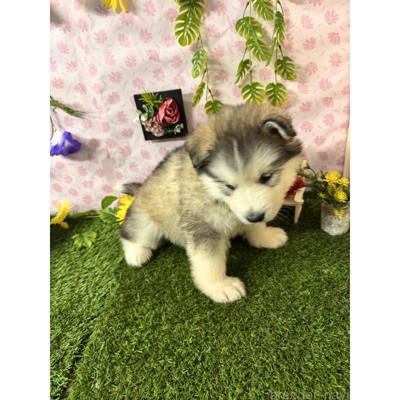 販売中の静岡県のアラスカンマラミュート-456386の5枚目