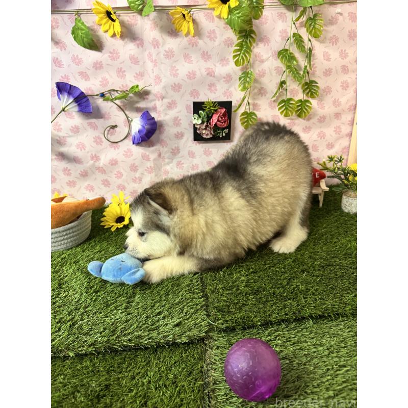 販売中の静岡県のアラスカンマラミュート-456386の4枚目