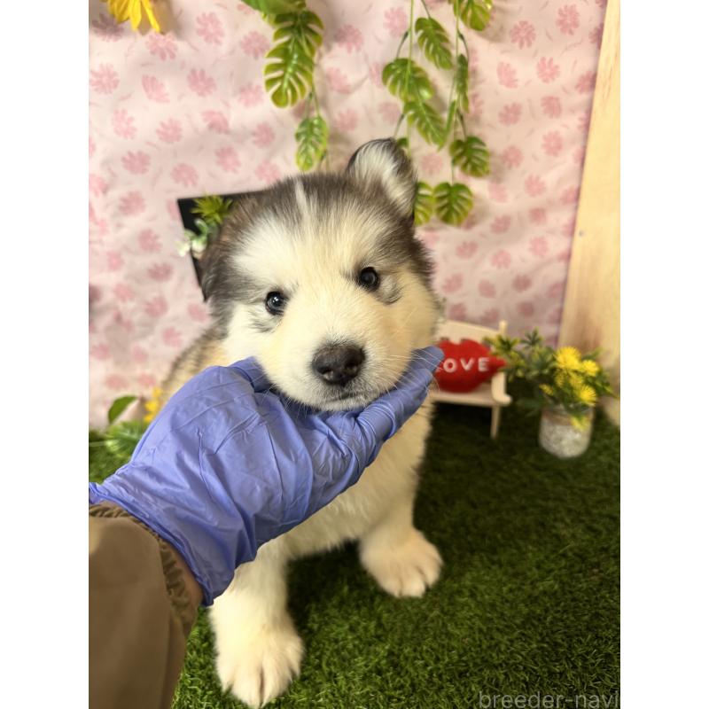 販売中の静岡県のアラスカンマラミュート-456386の3枚目