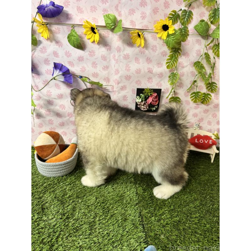 販売中の静岡県のアラスカンマラミュート-456386の2枚目