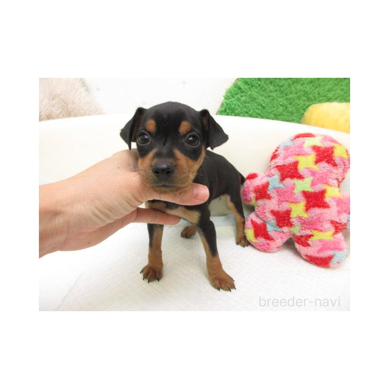 販売中の大阪府のミニチュアピンシャー(ミニピン)-456387の2枚目