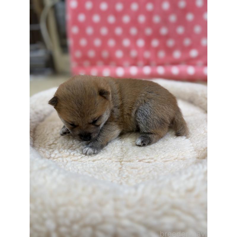 販売中の静岡県の豆柴-456389の7枚目