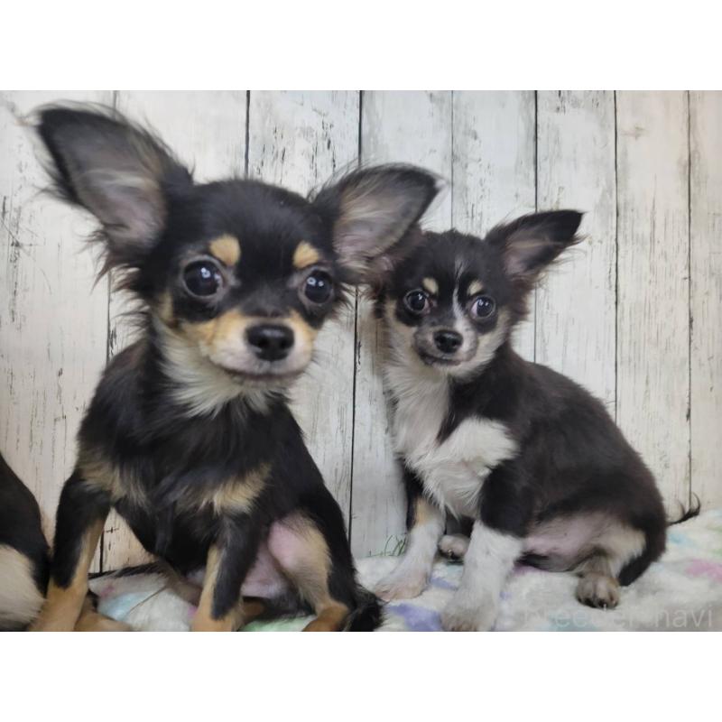 販売中の三重県のチワワ(ロングコート)-456388の5枚目