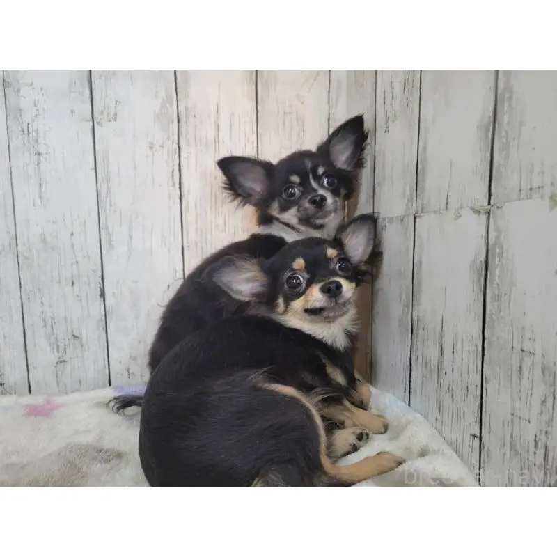 販売中の三重県のチワワ(ロングコート)-456388の4枚目