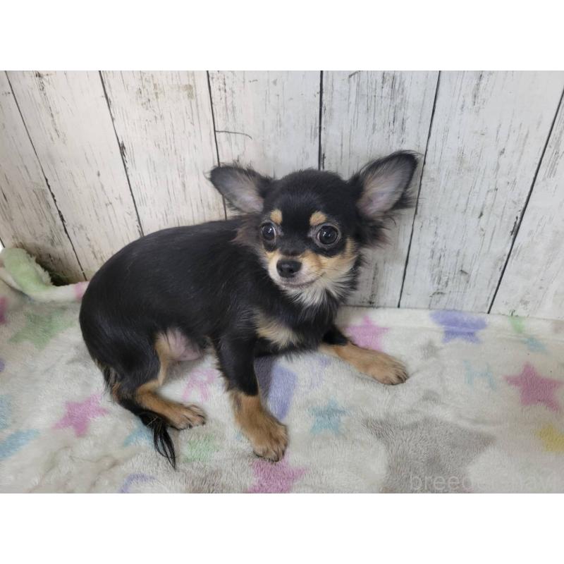 販売中の三重県のチワワ(ロングコート)-456388の3枚目