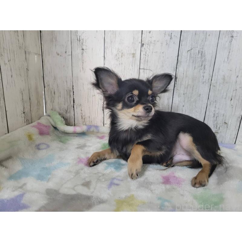 販売中の三重県のチワワ(ロングコート)-456388の2枚目