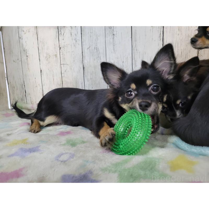 販売中の三重県のチワワ(ロングコート)-456390の5枚目