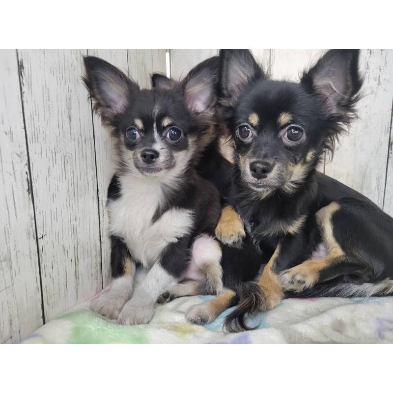 販売中の三重県のチワワ(ロングコート)-456390の4枚目