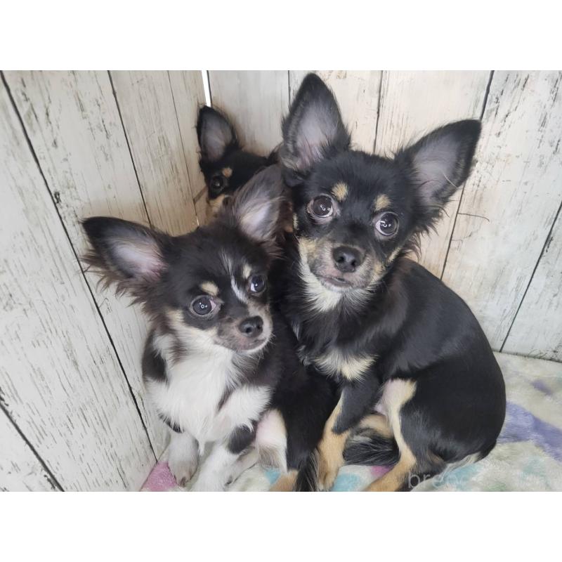 販売中の三重県のチワワ(ロングコート)-456390の3枚目