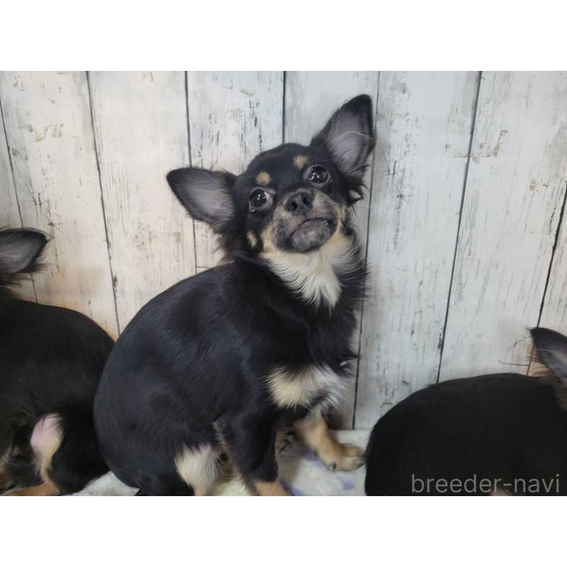 販売中の三重県のチワワ(ロングコート)-456390の2枚目