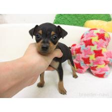 ♀︎ミニチュアピンシャー(ミニピン)