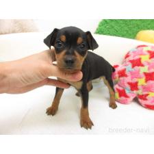 ♀︎ミニチュアピンシャー(ミニピン)