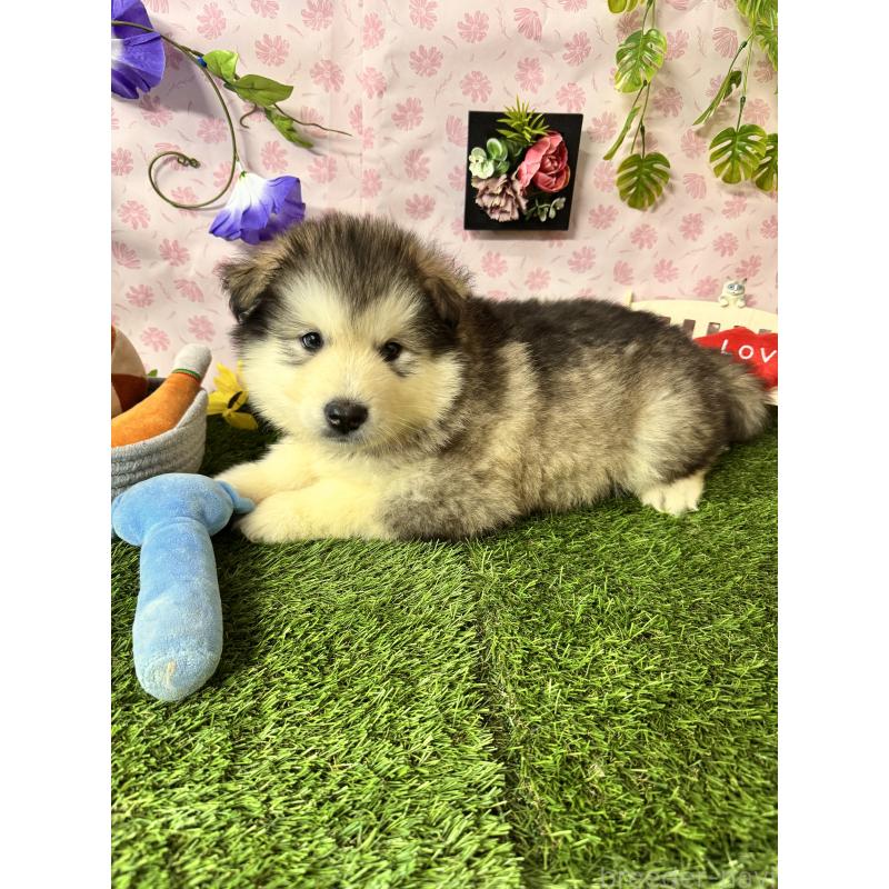 販売中の静岡県のアラスカンマラミュート-456391の10枚目