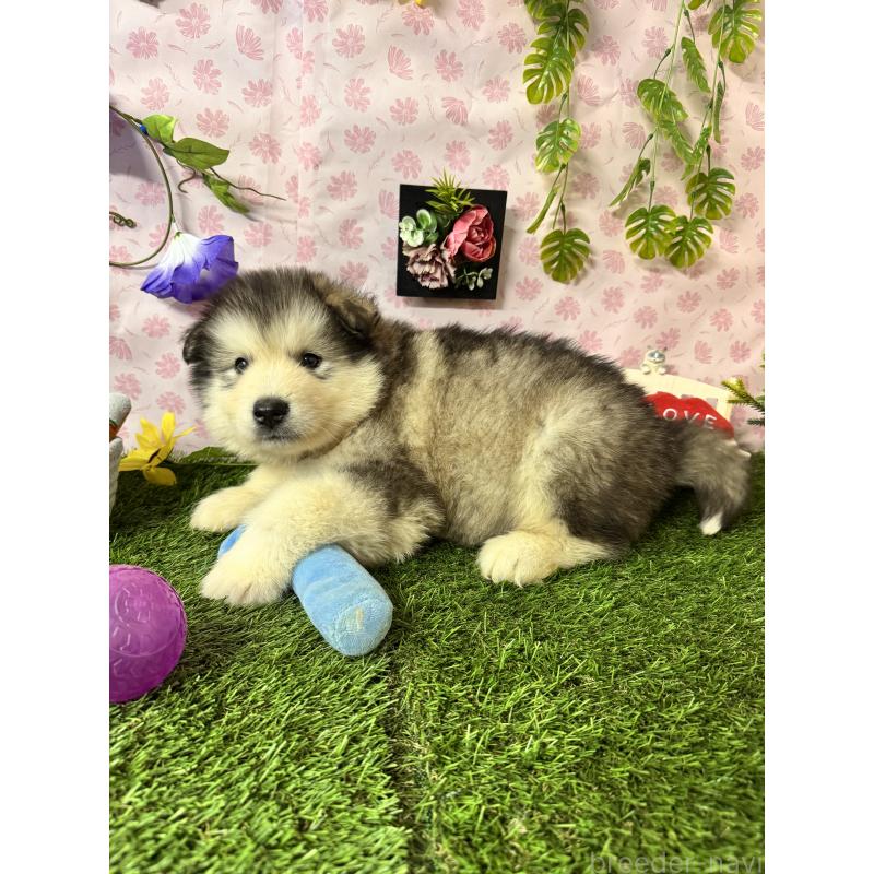 販売中の静岡県のアラスカンマラミュート-456391の8枚目