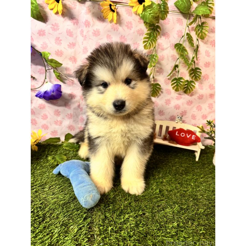 販売中の静岡県のアラスカンマラミュート-456391の7枚目