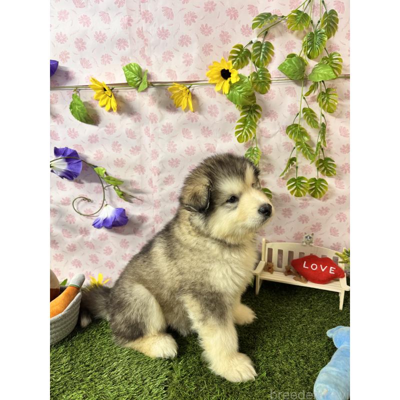 販売中の静岡県のアラスカンマラミュート-456391の6枚目