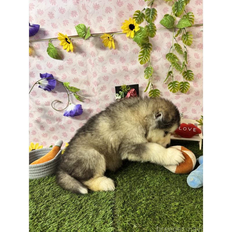 販売中の静岡県のアラスカンマラミュート-456391の4枚目