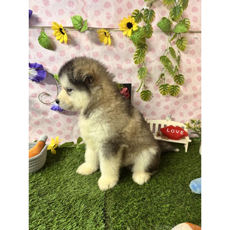 販売中の静岡県のアラスカンマラミュート-456391の3枚目