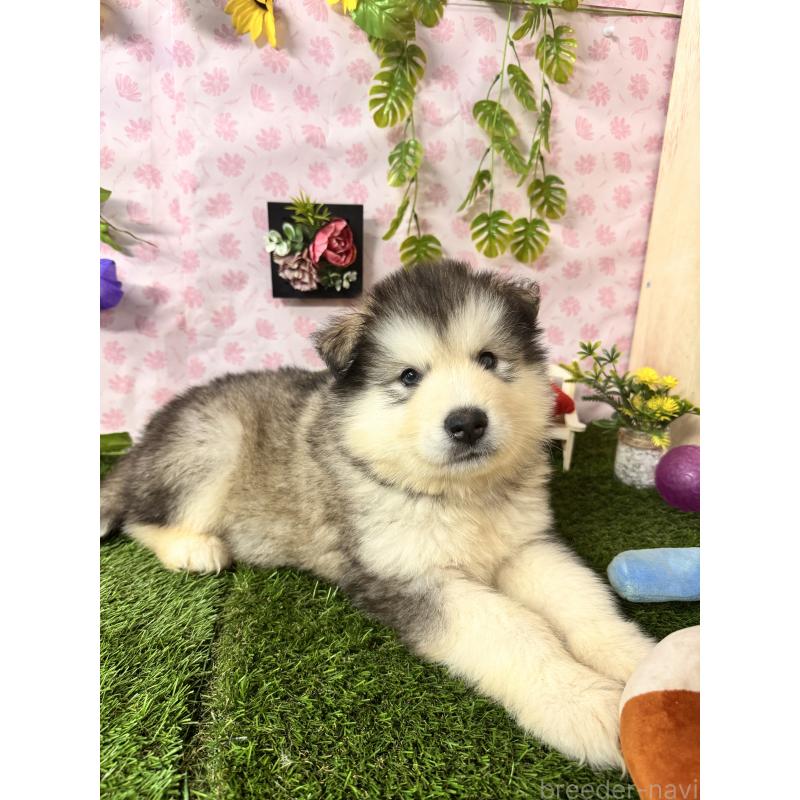 販売中の静岡県のアラスカンマラミュート-456391の2枚目