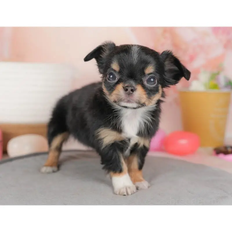 販売中の群馬県のチワワ(ロングコート)-456394の8枚目