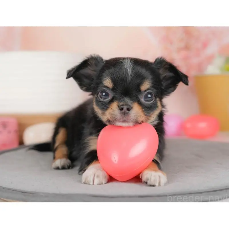 販売中の群馬県のチワワ(ロングコート)-456394の3枚目