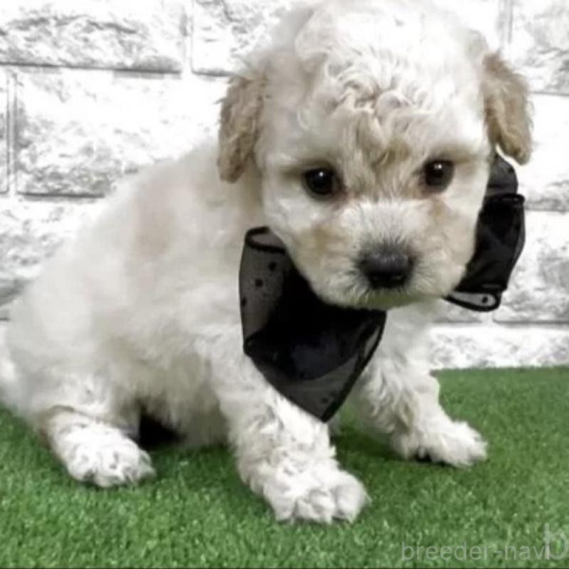 販売中の埼玉県のビションプー:ビションフリーゼ×トイプードル-456396の3枚目