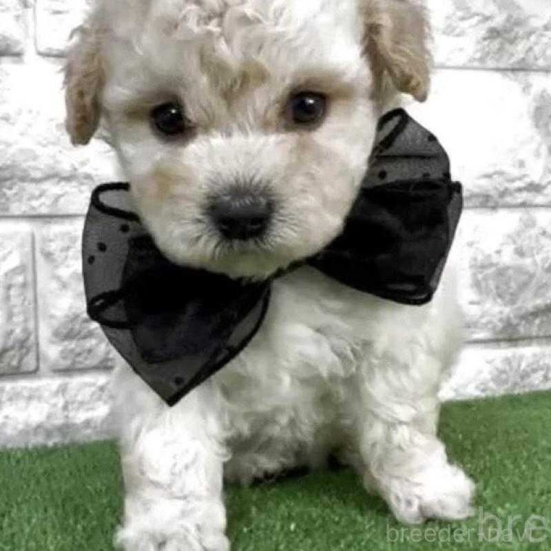 販売中の埼玉県のビションプー:ビションフリーゼ×トイプードル-456396の2枚目