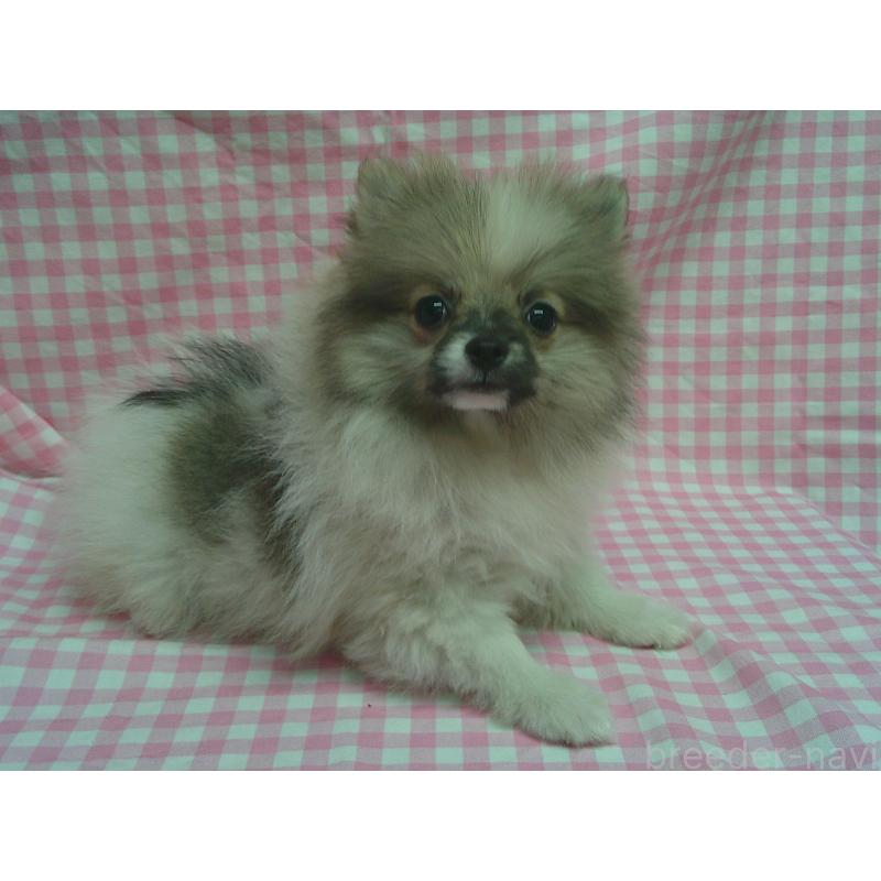 販売中の茨城県のポメラニアン-456397の2枚目