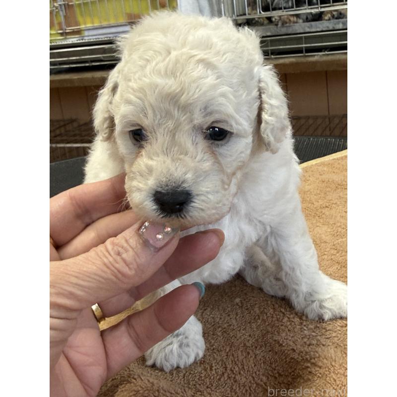 販売中の栃木県のトイプードル-456409の10枚目
