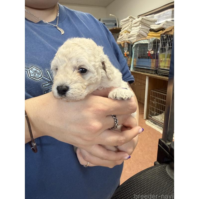 販売中の栃木県のトイプードル-456409の8枚目