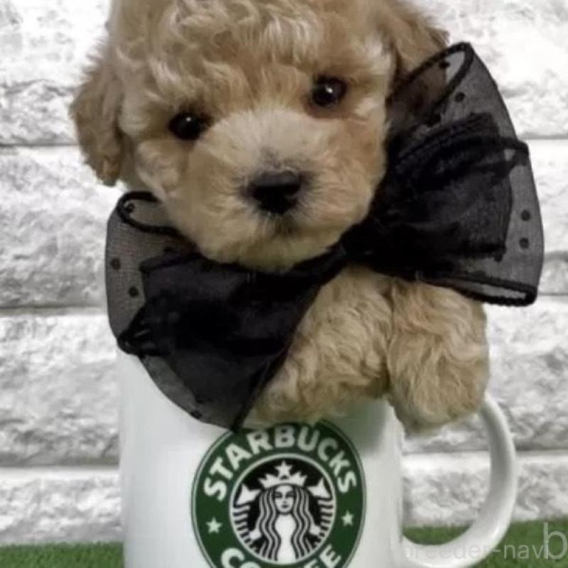 販売中の埼玉県のビションプー:ビションフリーゼ×トイプードル-456398の3枚目