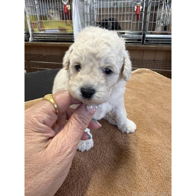 販売中の栃木県のトイプードル-456409の7枚目