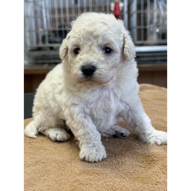 販売中の栃木県のトイプードル-456409の6枚目