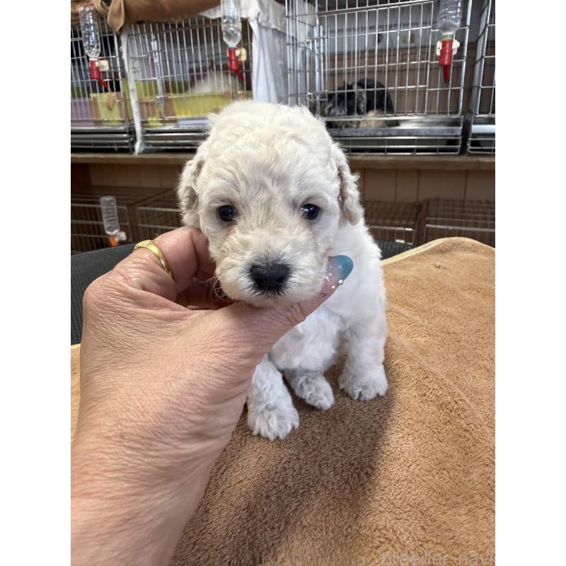 販売中の栃木県のトイプードル-456409の5枚目