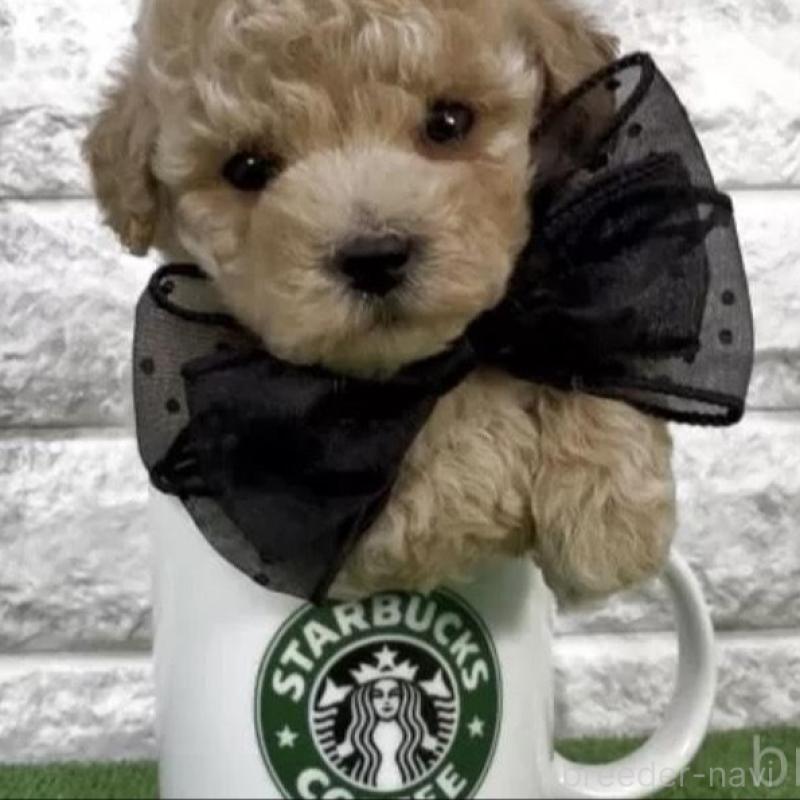 販売中の埼玉県のビションプー:ビションフリーゼ×トイプードル-456398の2枚目