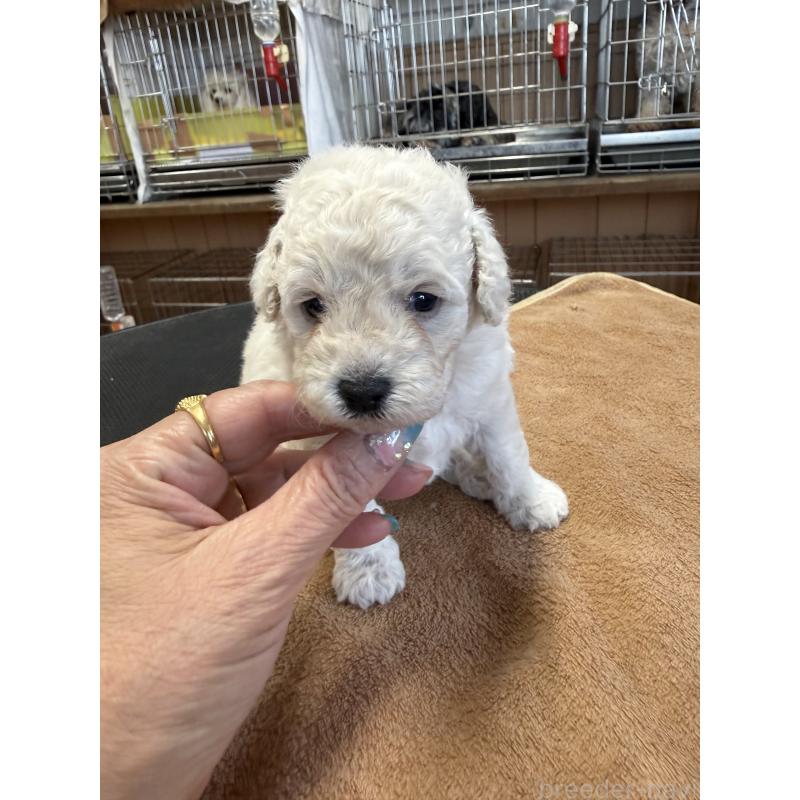 販売中の栃木県のトイプードル-456409の4枚目